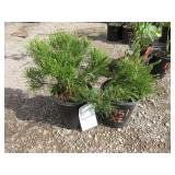 2) Dwarf Mugo Pine