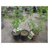 3) Yellow Twig Dogwood