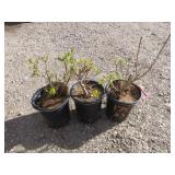 3) Young Lady Smoketree