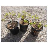 3) Young Lady Smoketree