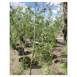 Semi Dwarf Gibson Golden Apple Tree