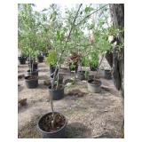 Semi Dwarf Snapp Stayman Apple Tree