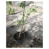 Semi Dwarf Fuji Apple Tree