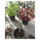 Semi Dwarf Aztec Fuji Apple Tree