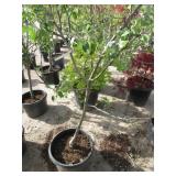 Semi Dwarf Fuji Apple Tree