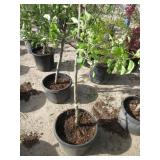 Semi Dwarf Lady In Red Apple Tree