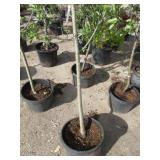 Semi Dwarf Fuji Apple Tree