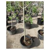 Semi Dwarf Honey Gold Apple