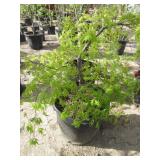 Laceleaf Japanese Maple Tree