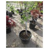 Apple Tree Columnar Colonnade