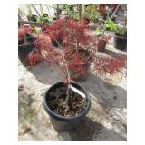 Red Pygmy Dwarf Upright Japanese Maple