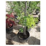 Apple Tree Columnar Colonnade