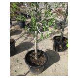 Apple Tree Columnar Colonnade