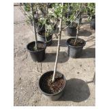 Semi Dwarf Fuji Apple Tree