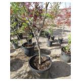 Red Pygmy Dwarf Upright Japanese Maple