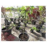 Libery/Akane/Pristine Apple Tree