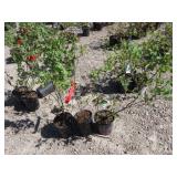 3) Sweetheart Blueberry Plants