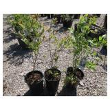 3) Sweetheart Blueberry Plants
