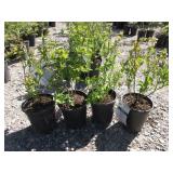 4) Duke Blueberry Plants