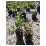 2) Duke Blueberry Plants