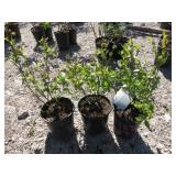 3) Duke Blueberry Plants