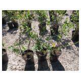 3) Bonus Blueberry Plants