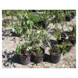 3) Bonis Blueberry Plants