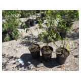 3) Bonus Blueberry Plants