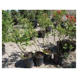 4) Bonus Blueberry Plants