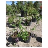 2) Bonus Blueberry Plants