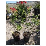 2) Bonus Blueberry Plants