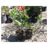 2) Blue Gold Blueberry Plants