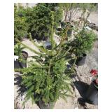Picea Abies Jubilee