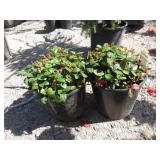 2) Winterberry Plants