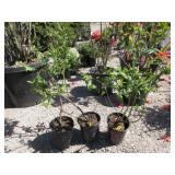 3) Bonus Blueberry Plants