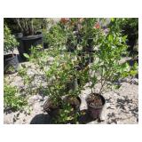 3) Blueberry Plants