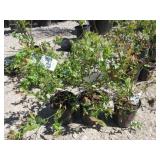 3) Legacy Blueberry Plants