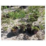 4) Legacy Blueberry Plants