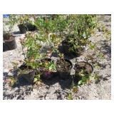 4) Legacy Blueberry Plants