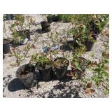 4) Legacy Blueberry Plants