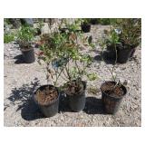 3) Lagacy Blueberry Plants