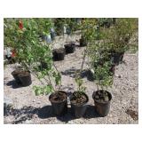 3) Swwetheart Blueberry Plants