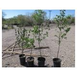 4) Cornelian Cherry Dogwood