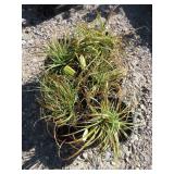 5) Evercolor Everlite Varieg Sedge