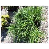 8) Hemerocallis Daylily