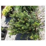 6) Red Candy Ligonberry