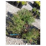 6) Burgandy Native Low Bush Blueberry