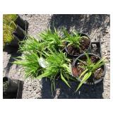 6) Stella Russel Daylily