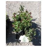 6) Dwarf Pink Bridalwreath Spirea