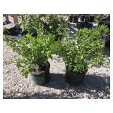 2) Kelsey Redtwig Dogwood